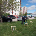 Сделали ограждения для сохранности сосен и елей