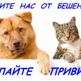 Бесплатная вакцинация животных против бешенства