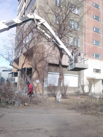 ООО УК "Мой дом" закончила весеннюю обрезку деревьев.