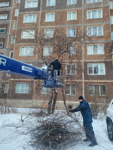 Плановые работы по обрезке деревьев продолжаются